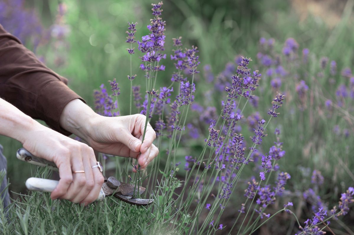 Cutting lavender.