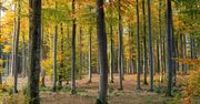 Drzewa modyfikowane genetycznie. Sposób na walkę z CO2