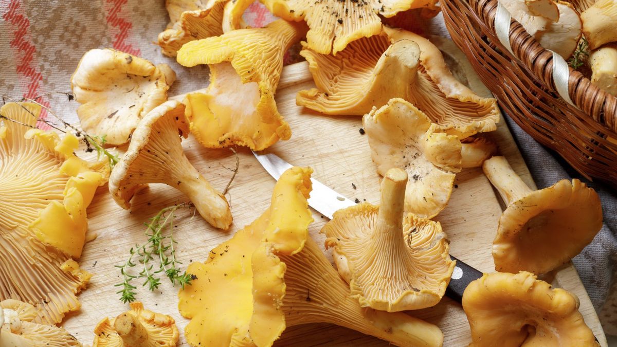Jak szybko pozbyć się piasku z grzybów?