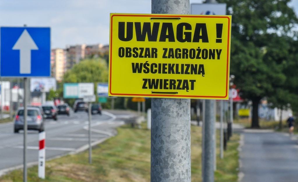 Wścieklizna u nietoperzy. Doktor zabrał głos ws. zagrożenia dla ludzi