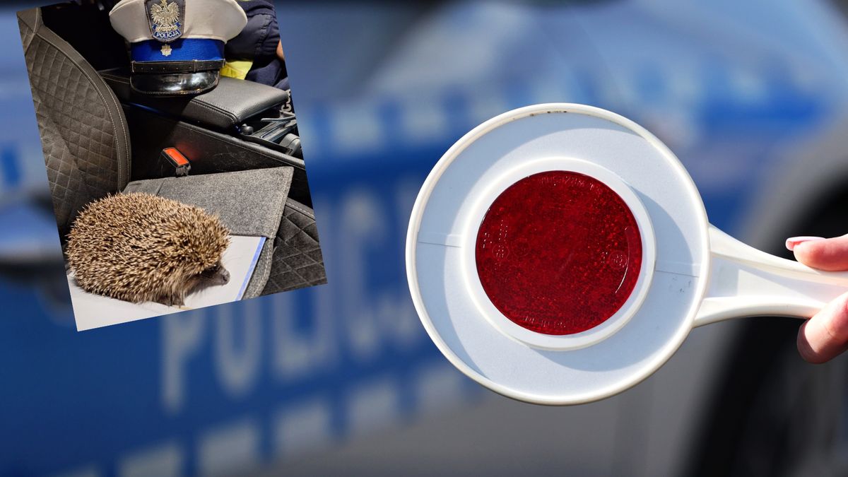 Policjanci wstrzymali ruch aby bezpiecznie przenieść jeża przez autostradę