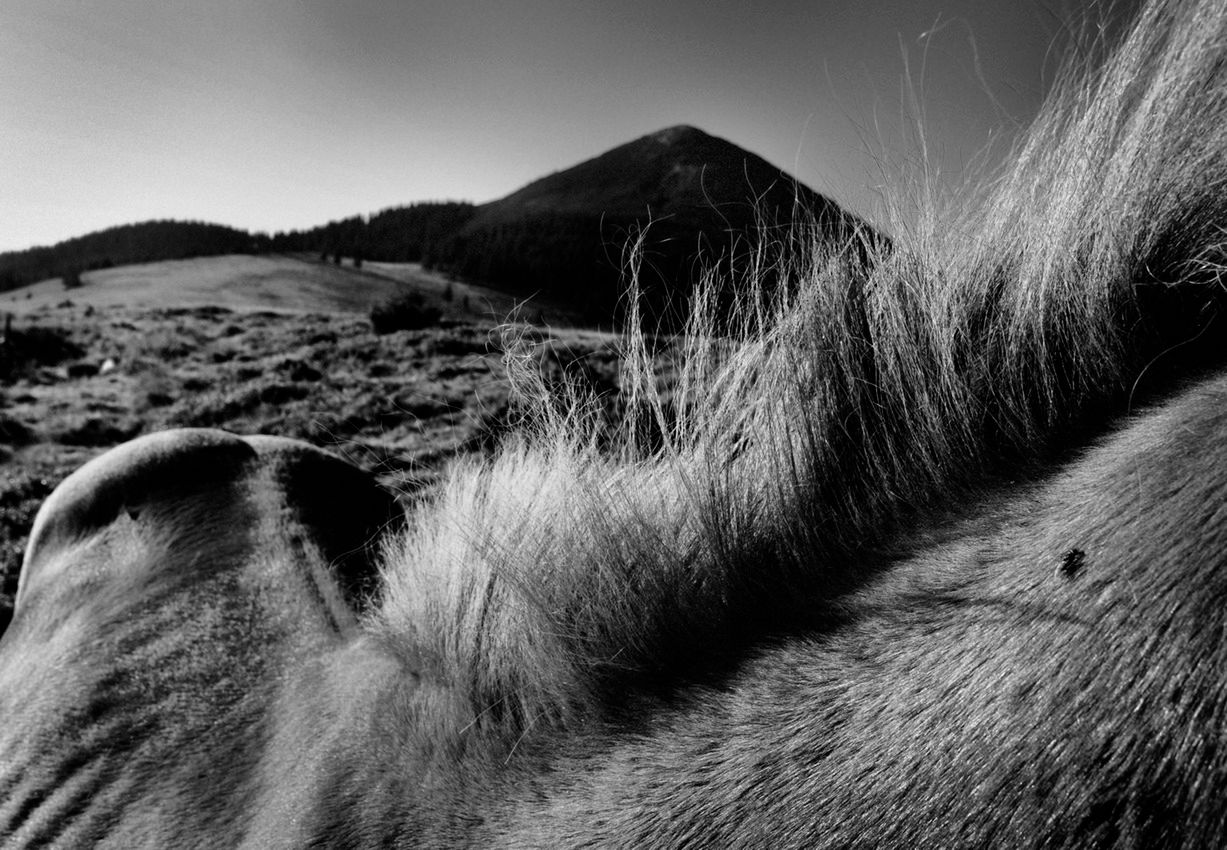 Fotograf założył, że będzie fotografował zwierzęta tylko wtedy, gdy będzie leżał i odpoczywał, jak wtedy, gdy obudził go stukot kopyt. Jest to zabieg służący zachowaniem maksymalnego realizmu i spójności całego materiału.