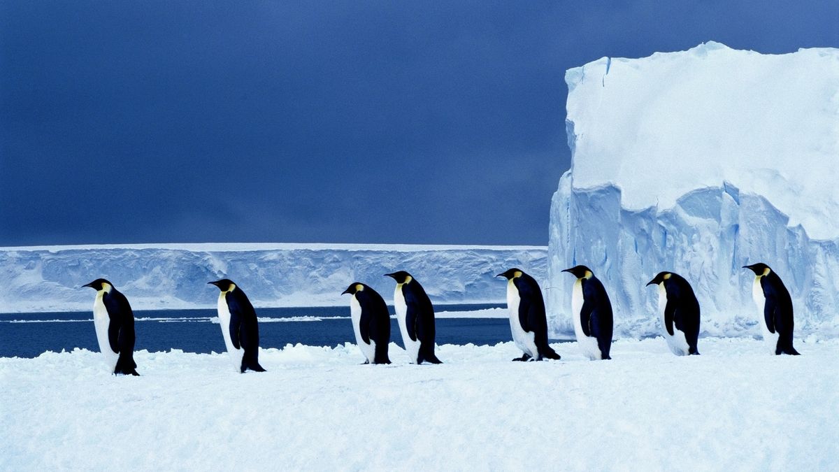 Emperor penguins