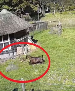 Atak jastrzębia w zagrodzie. Zwierzęta przyszły z ratunkiem