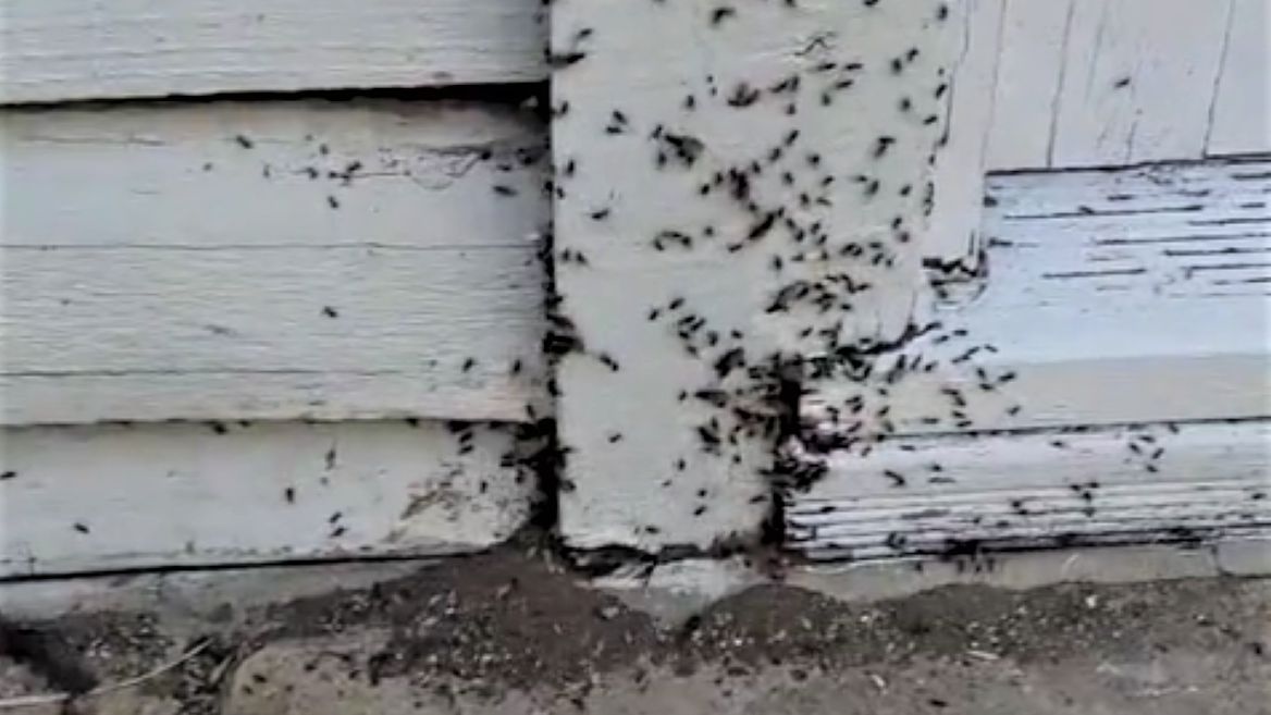 Rój mrówek dostrzegły radary pogodowe 