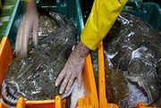 Cięcia połowów ryb głębinowych dotkną też polskich rybaków