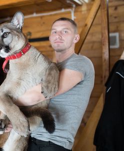 Puma. Weteran z Afganistanu grozi dyrektorce zoo