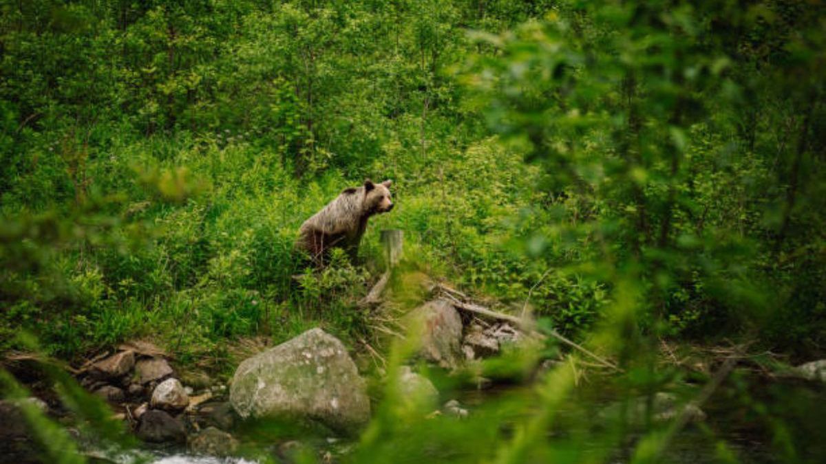 W Cisnej odstrzelą trzy niedźwiedzie
