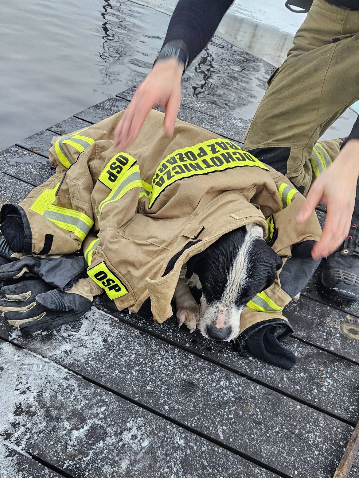 Strażacy uratowali psa z przerębla w Siecieniu. Szybka akcja na zamarzniętym zbiorniku!