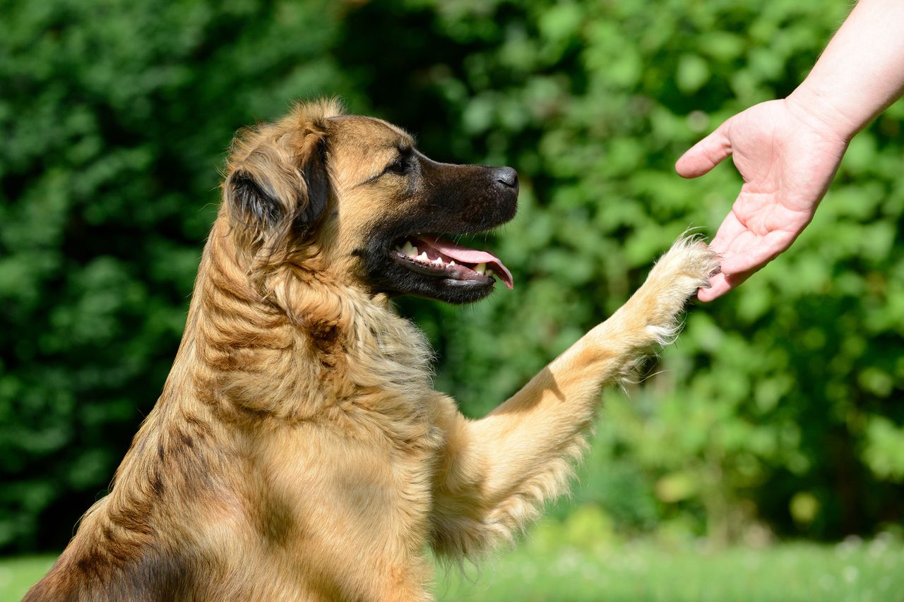 Podaj łapę – przegląd aplikacji dla właścicieli psów