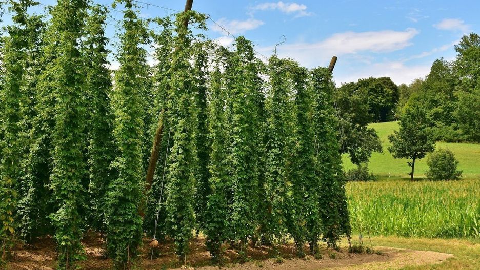 Restrykcyjne regulacje zaproponowane w rządowym projekcie ustawy mogą doprowadzić do upadku nie tylko browarów, ale także plantatorów i producentów chmielu