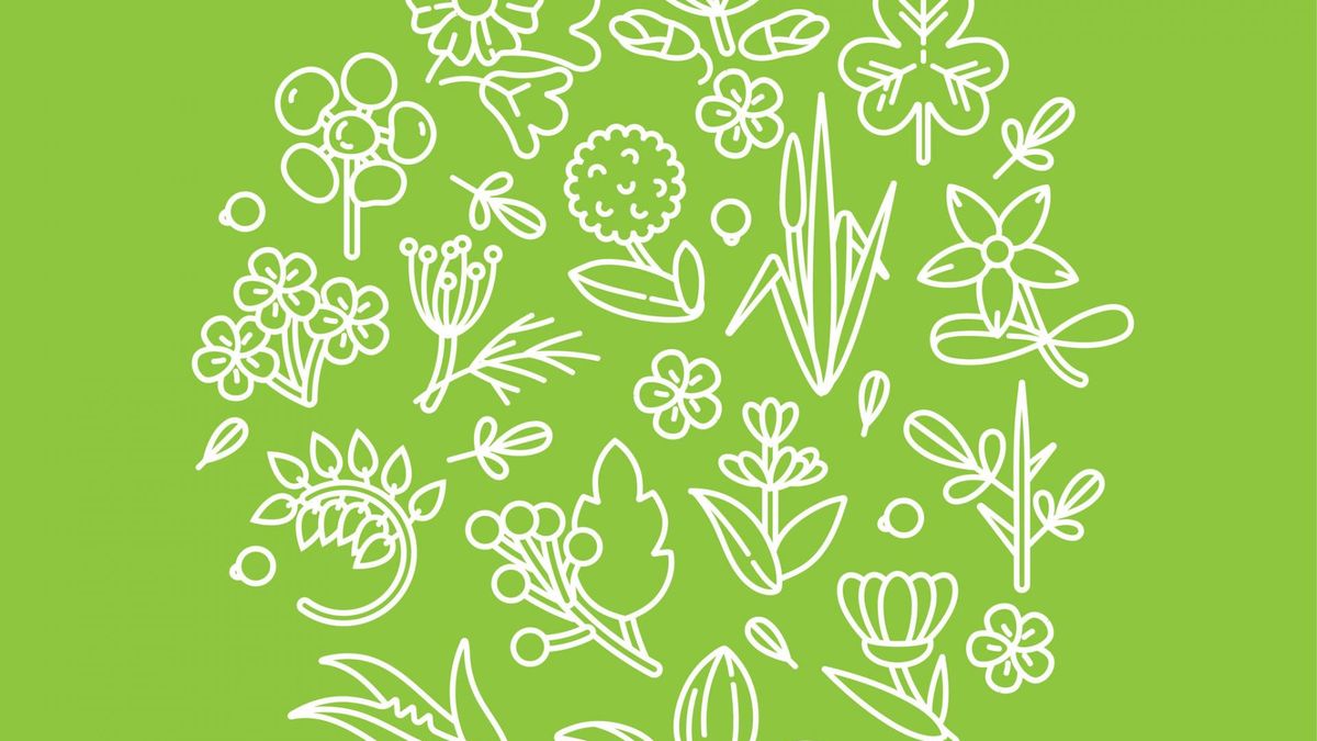 Babka lancetowata jest stosowana w lecznictwie