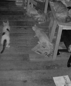 Pyton zaatakował trzy koty w domu. Przerażający moment nagrała kamera monitoringu