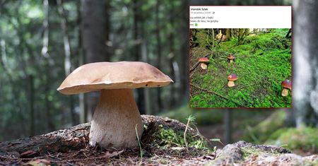 Pokazał grzybobranie w Irlandii. W komentarzach wybuchła burza
