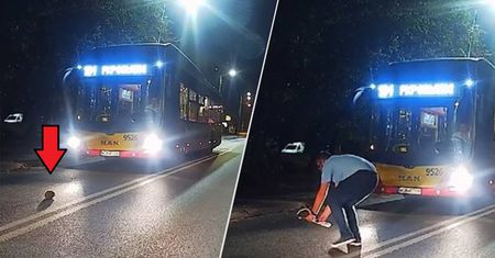 Jeż w opałach. Pomógł mu kierowca autobusu