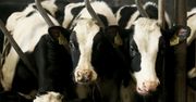 Wielki problem mleczarni. Zaczyna brakować mleka