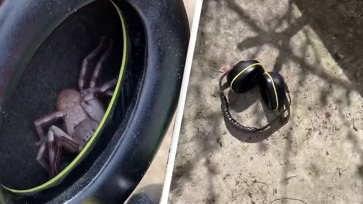 W słuchawkach krył się pająk