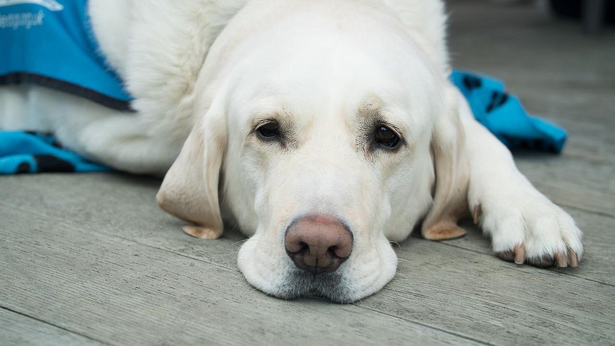 Tajemniczy wirus. Zabija psy w ciągu kilku dni