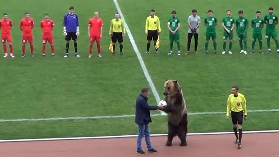 Niedźwiedź na meczu 3 ligi rosyjskiej w Piatigorsku