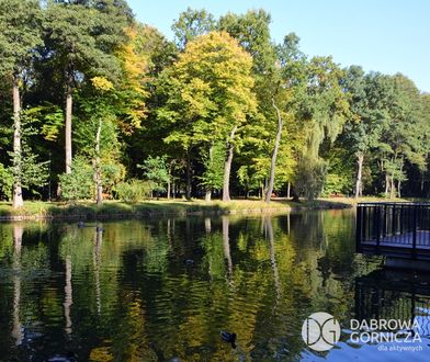Dąbrowa Górnicza. Wycięli drzewa, posadzą nowe