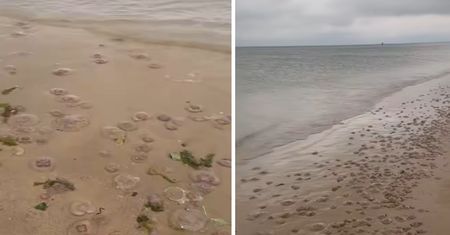 Niezwykłe zjawisko na plaży w Międzyzdrojach. Bałtyk wyrzucił tysiące meduz