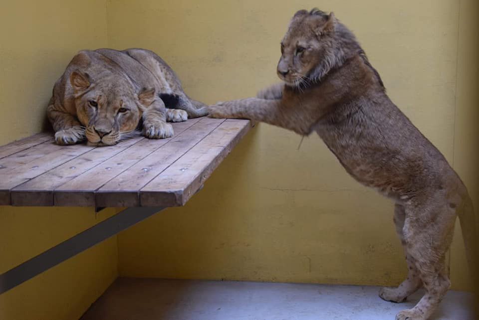 Kolejne lwy dotarły do poznańskiego zoo. "Są w dobrym stanie"