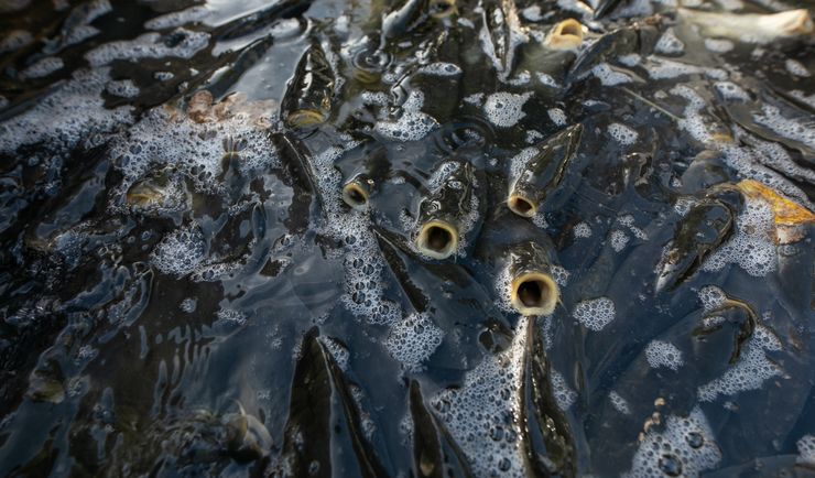 Karpi będzie dużo mniej. Ceny pójdą ostro w górę
