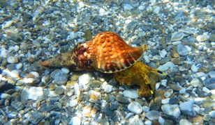 Maź ślimaka morskiego pomocna w walce z rakiem. 