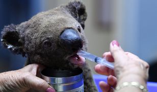 Koala uratowany z pożaru