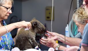 Koala uratowany z pożaru
