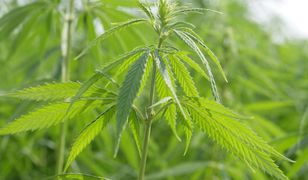 Elon Musk wyślę marihuanę w kosmos.