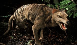 Zagadkowy tygrys tasmański. 