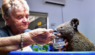 Koala uratowany z pożaru buszu 