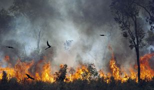 Afryka również płonie 