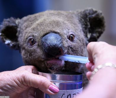 Koala uratowany z pożaru 