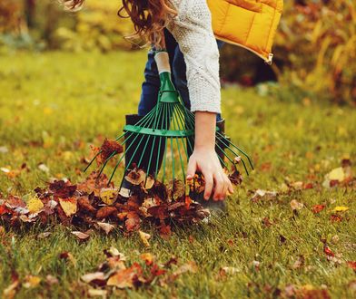 Parki rezygnują z grabienia liści 