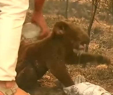 W wyniku pożarów zginęły miliony zwierząt, w tym koale