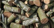 Ceny opału przed przymrozkami. Tyle kosztuje metr drewna