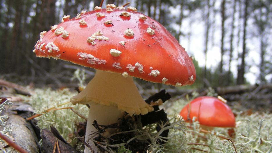 Najpopularniejszy rodzaj muchomora w tym sezonie grzybowym robi furorę. W sieci mnożą się wpisy, zachęcające do eksperymentów