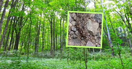 Pełzło w lesie. "Nie do końca wiadomo". Leśnicy pokazali wideo