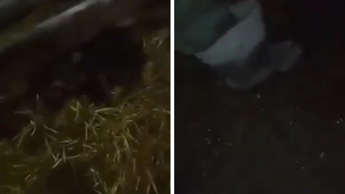 Nastolatkowie znęcali się nad psem. Do sieci trafiło brutalne nagranie