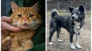 Poznań: One czekają na Ciebie! Oto psy i koty do pilnej adopcji ze schroniska dla zwierząt