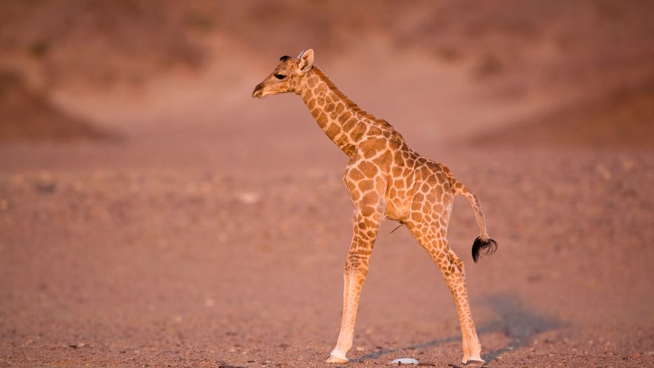 W Ogrodzie Zoologicznym urodził się samiec żyrafy Rotschilda