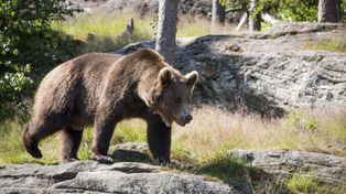 Niedźwiedzie wracają w Karpaty. Polscy naukowcy z UJ wyjaśniają powody