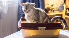 Właściciele kotów zagrożeni chorobą psychiczną