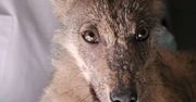 Ludzie uratowali małego wilka. Teraz trwa walka o jego życie