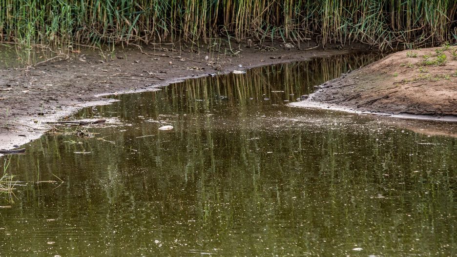 POMORSKO, LUBUSZ VOIVODESHIP, POLAND - 2022/08/15: A polluted Oder River seen in Pomorsko. The Oder is a river in Central Europe. It is Poland's second-longest river in total length. The Oder rises in the Czech Republic and flows 741 kilometers through western Poland. The Oder river is an important waterway in Pomorsko that can be navigated by boats and ferries. The river links the industrialized areas in Silesia in southwestern Poland and trade routes in the Baltic Sea. (Photo by Karol Serewis/SOPA Images/LightRocket via Getty Images)
