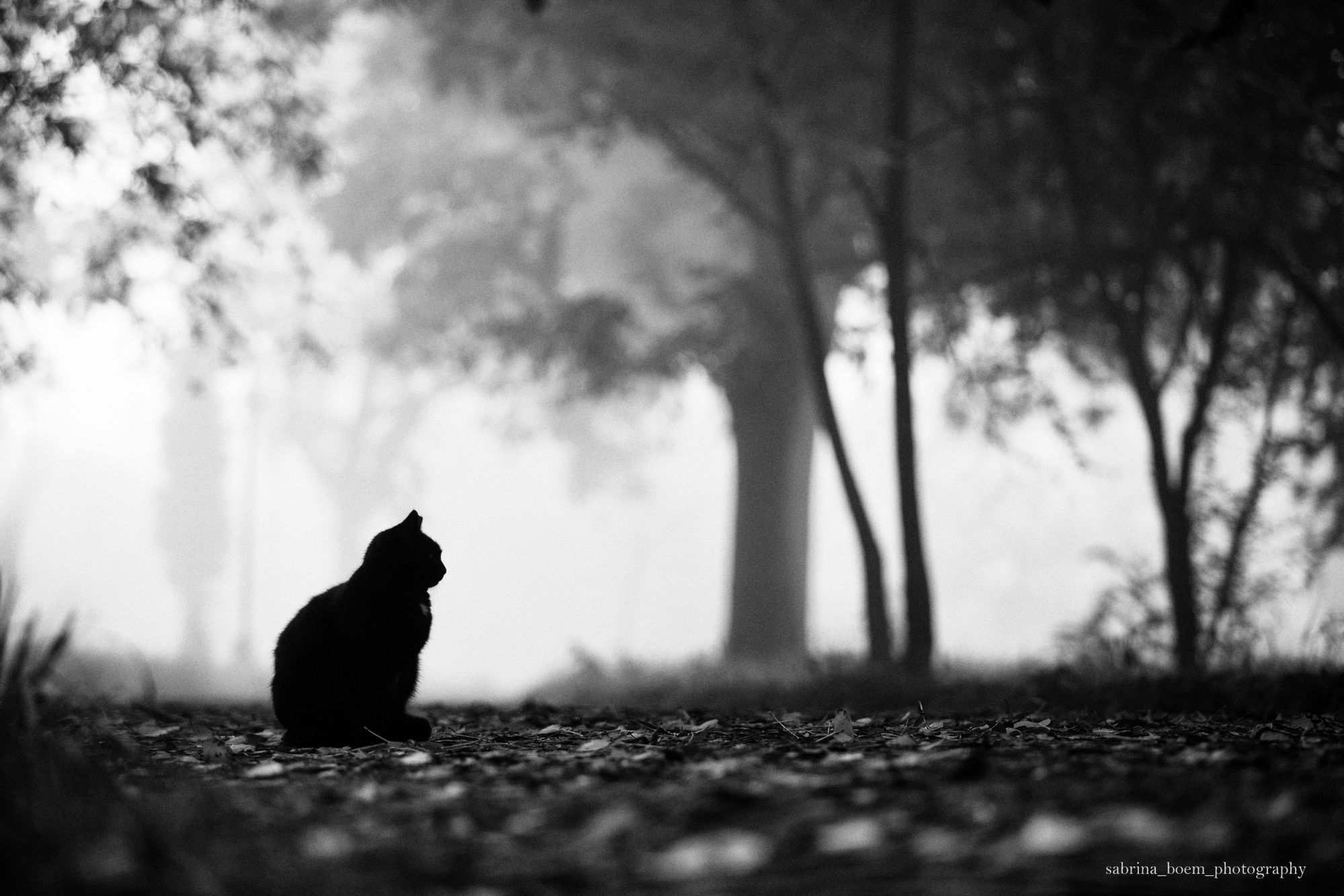 Sabrina Boem oddaje cześć bezdomnym i opuszczonym kotom w swoim projekcie fotograficznym 6