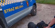 Porzucenie psa nad kanałem Ulgi. Zwierzę uratowane przez przechodnia i służby
