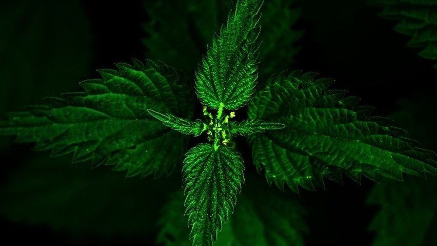 Sok z pokrzyw na poprawienie odporności.